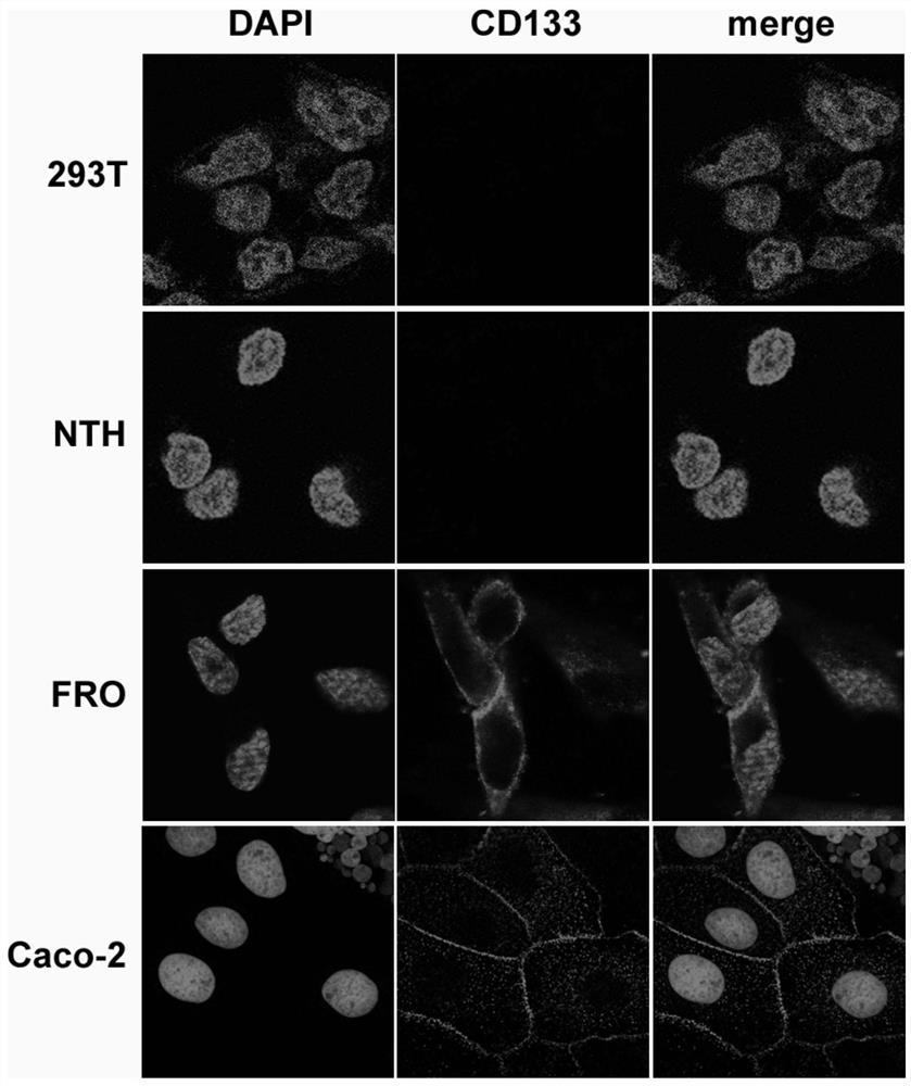 A nucleic acid aptamer targeting CD133 protein and its screening method and use