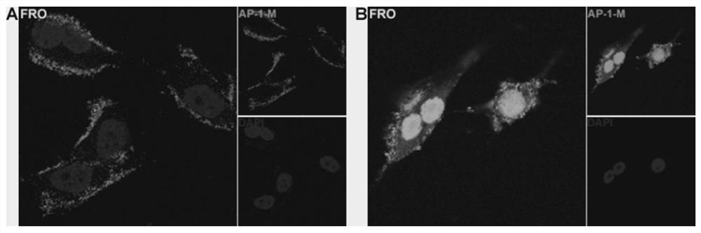 A nucleic acid aptamer targeting CD133 protein and its screening method and use