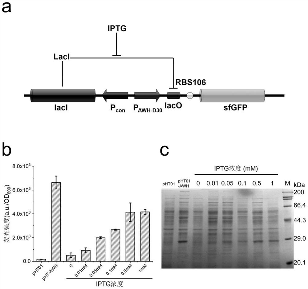 High-efficiency inducible expression system of Bacillus subtilis based on artificial tandem promoter