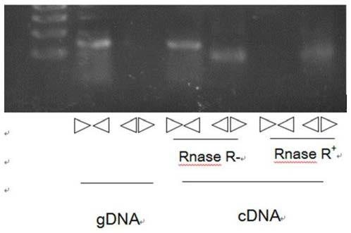 CircRNA relevant to prostatic cancers and application of circRNA