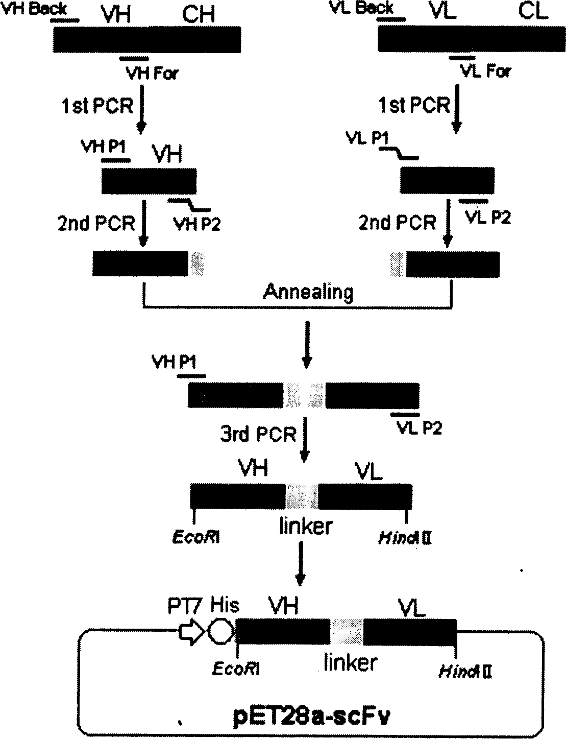 Heavy chain and light chain variable region gene of human B lymphocyte stimulation factor monoclonal antibody and its application