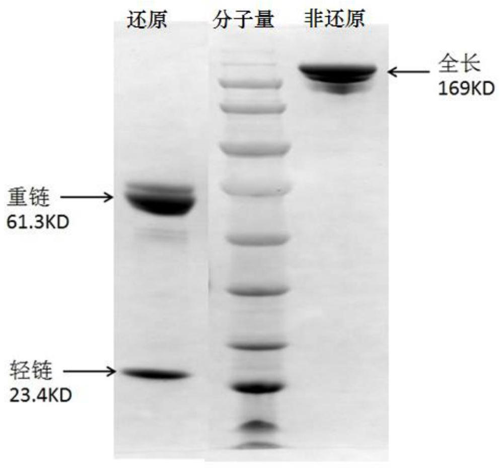 Antibody fusion protein, preparation method thereof and application thereof in tumor resistance