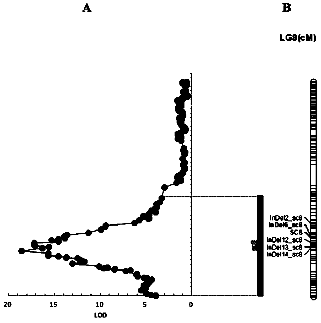 Indel Molecular Marker for Identification of Watermelon Seed Coat Color and Its Primers and Applications