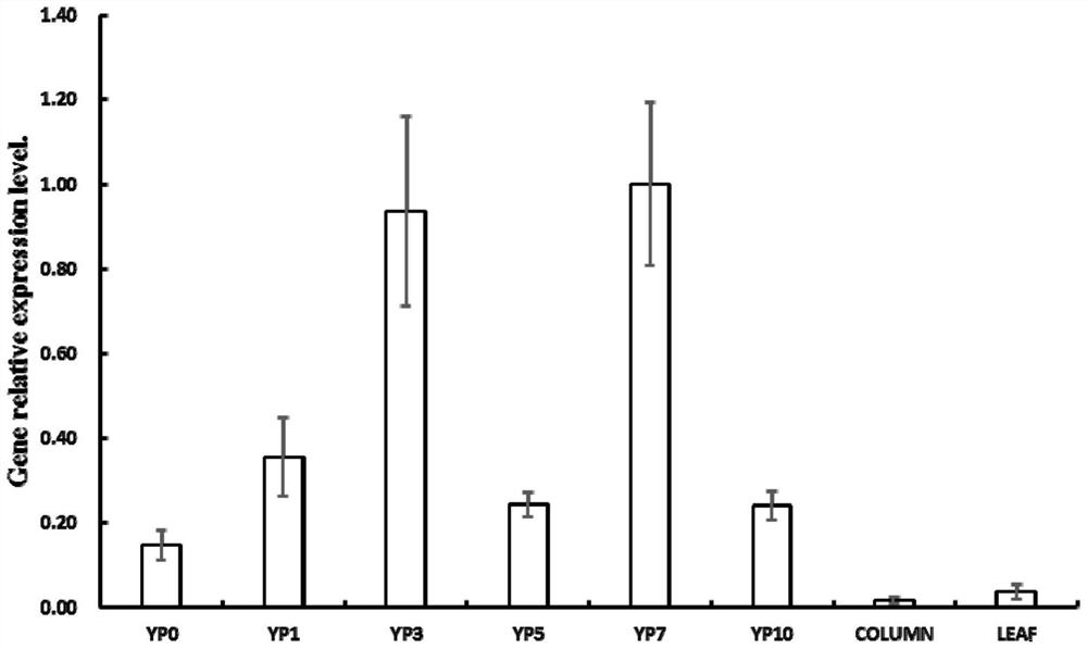 A kind of ospeamt2 gene, its protein and its application to improve the rice seed-setting rate at heading stage under high temperature stress