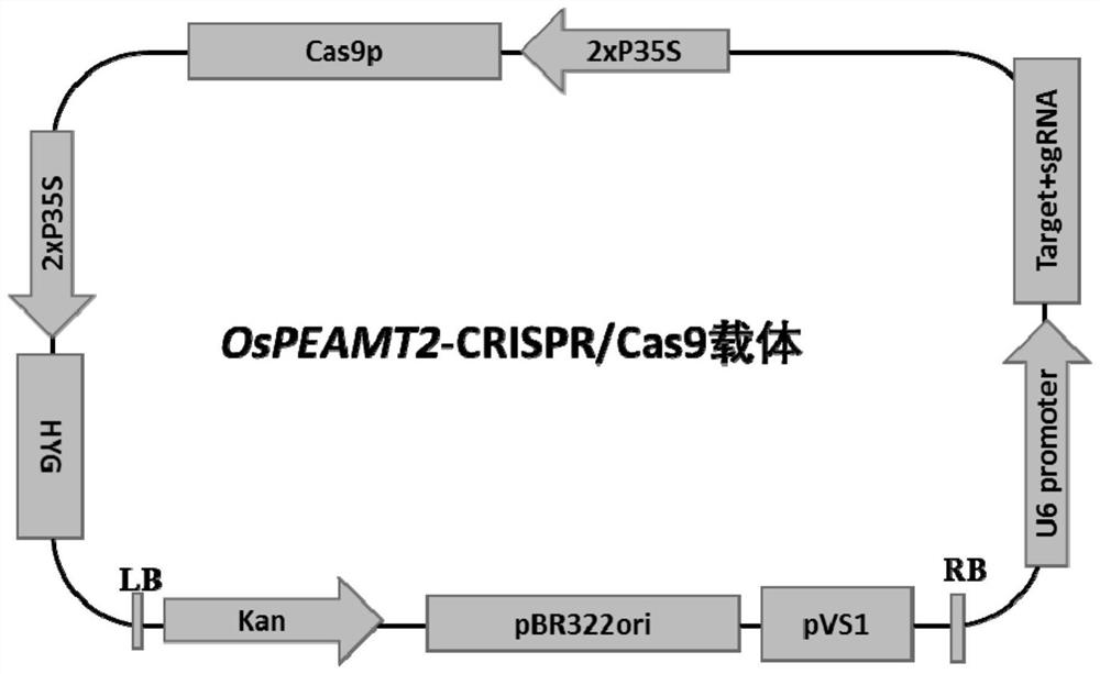 A kind of ospeamt2 gene, its protein and its application to improve the rice seed-setting rate at heading stage under high temperature stress