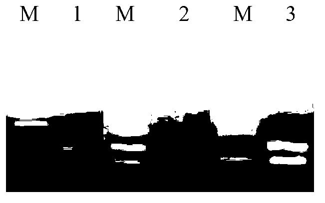 Human immunodeficiency virus type I Tat protein mutant 1-37-site sequence and application thereof