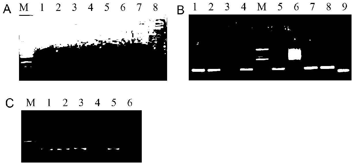 Human immunodeficiency virus type I Tat protein mutant 1-37-site sequence and application thereof