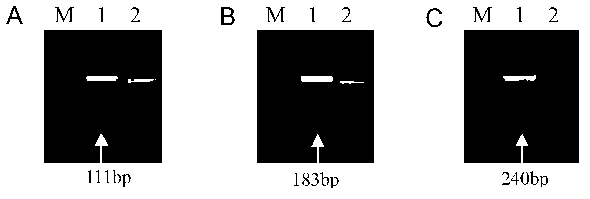 Human immunodeficiency virus type I Tat protein mutant 1-37-site sequence and application thereof