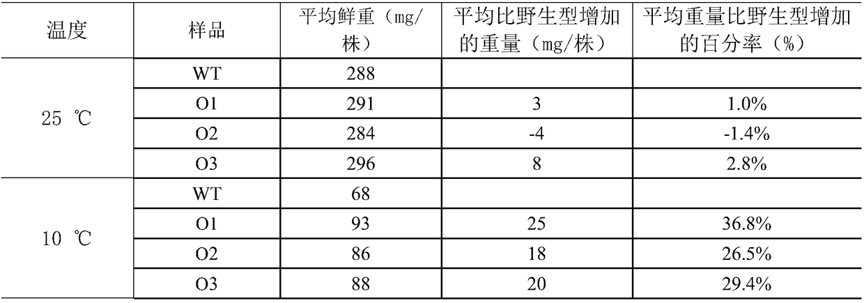 Application of gene CYP71A1 to stress-tolerant genetic engineering