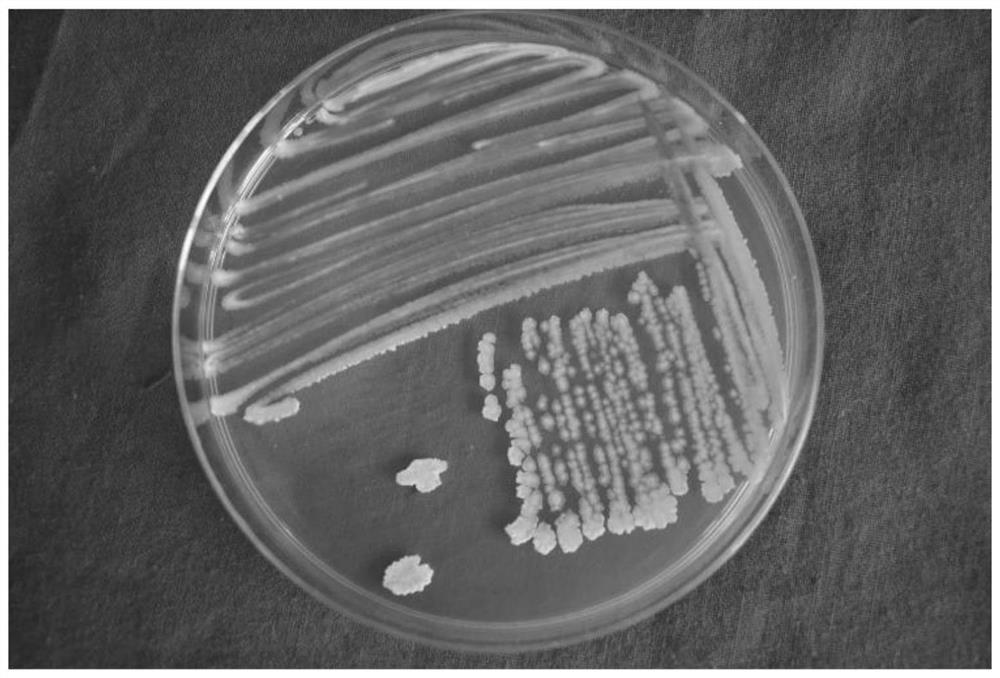 Bacillus velezensis microbial agent and application thereof