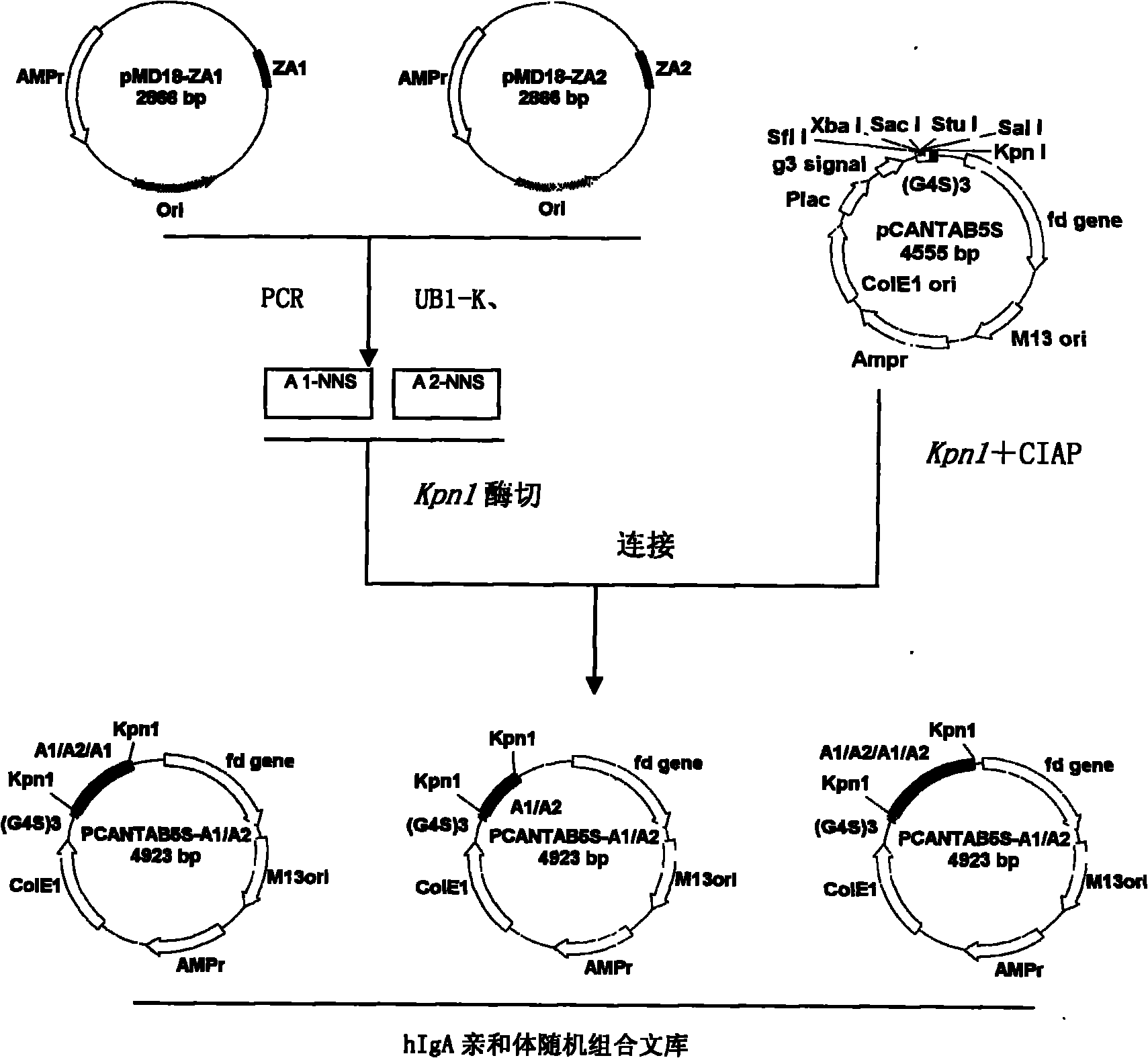 Human IgA immunoglobulin combination molecule having intramolecular affinity effect