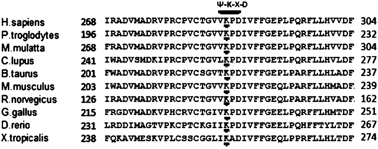 Modulation and control of SENP1 phosphorylated modified compound and SIRT3 SUMOylation modified compound and application of SENP1 phosphorylated modified compound and SIRT3 SUMOylation modified compound