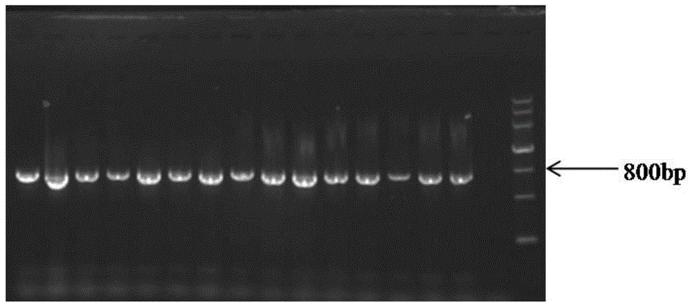 A kind of method for detecting Lactobacillus casei bacterial strain and its kit and primer pair