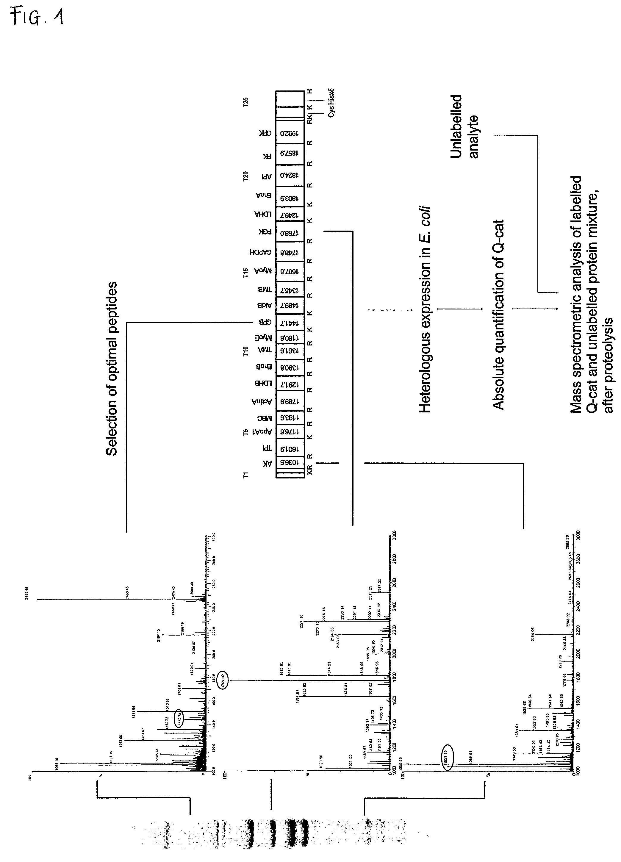 Artificial protein, method for absolute quantification of proteins and uses thereof