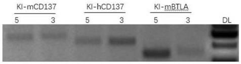 Construction method for CD137-gene-modified humanization animal model and application thereof