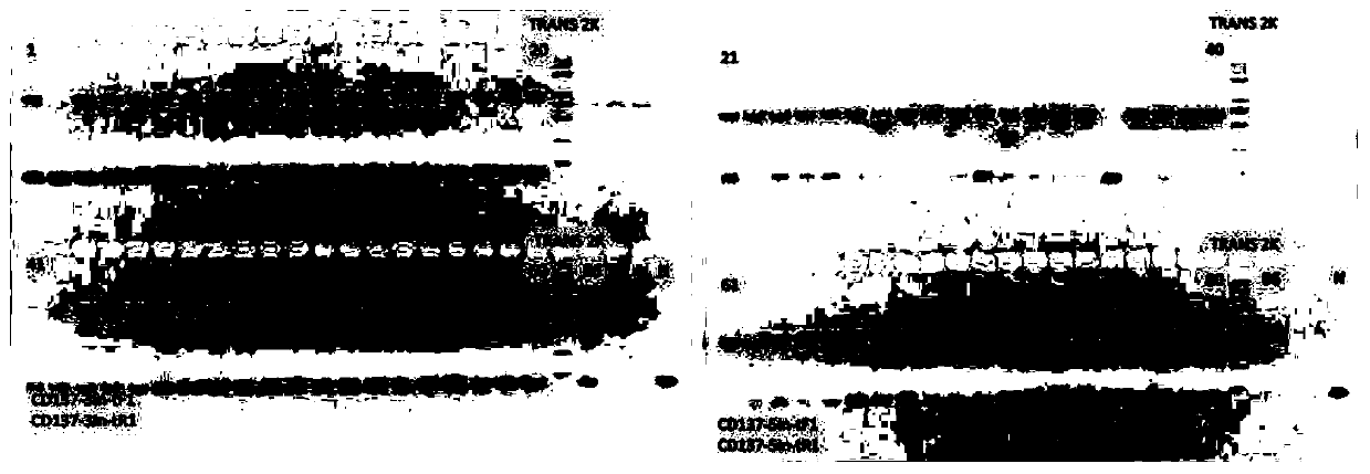 Construction method for CD137-gene-modified humanization animal model and application thereof