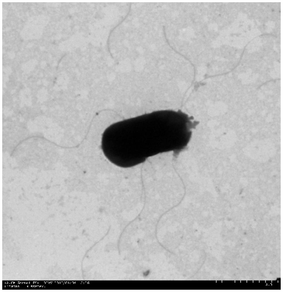 A kind of Bacillus cereus having the ability to degrade monomethylamine and its application