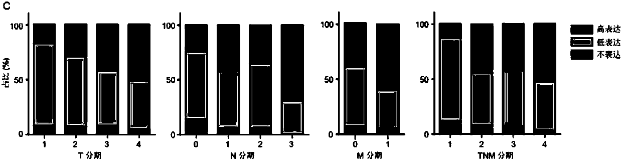 Application of MACC1-AS1 probe to preparation of diagnostic reagent for predicting clinical prognosis of gastric cancer