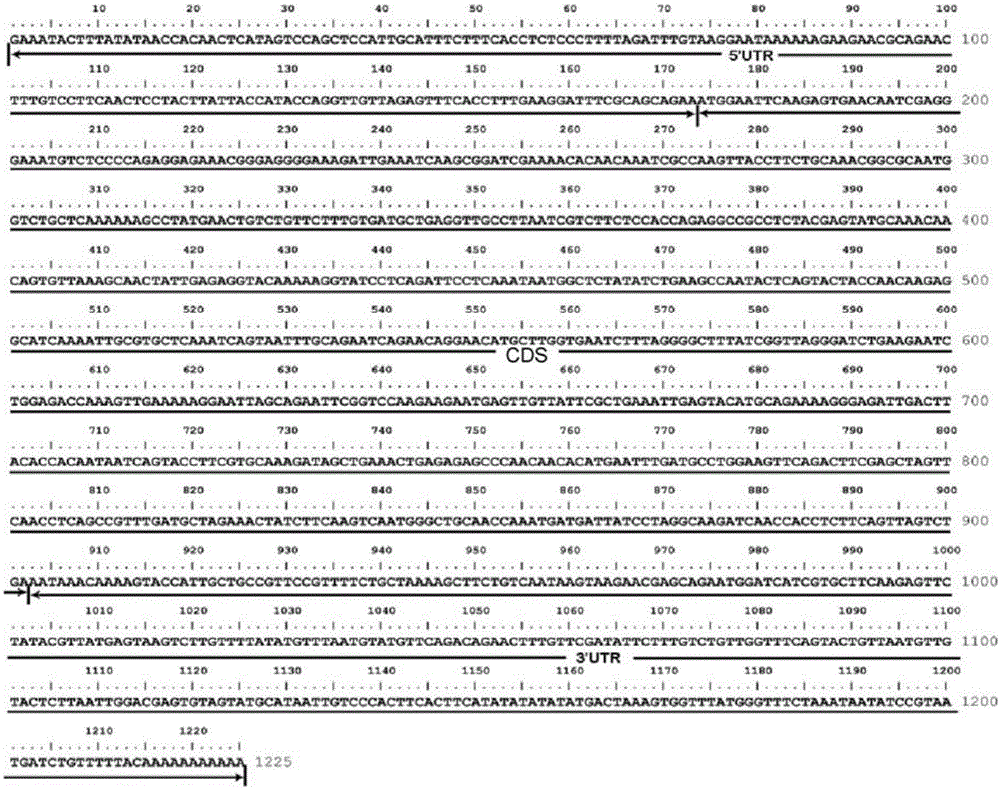 CabuAG gene related to pistil and stamen development of catalpa bungei and protein and application thereof