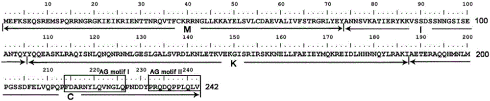 CabuAG gene related to pistil and stamen development of catalpa bungei and protein and application thereof