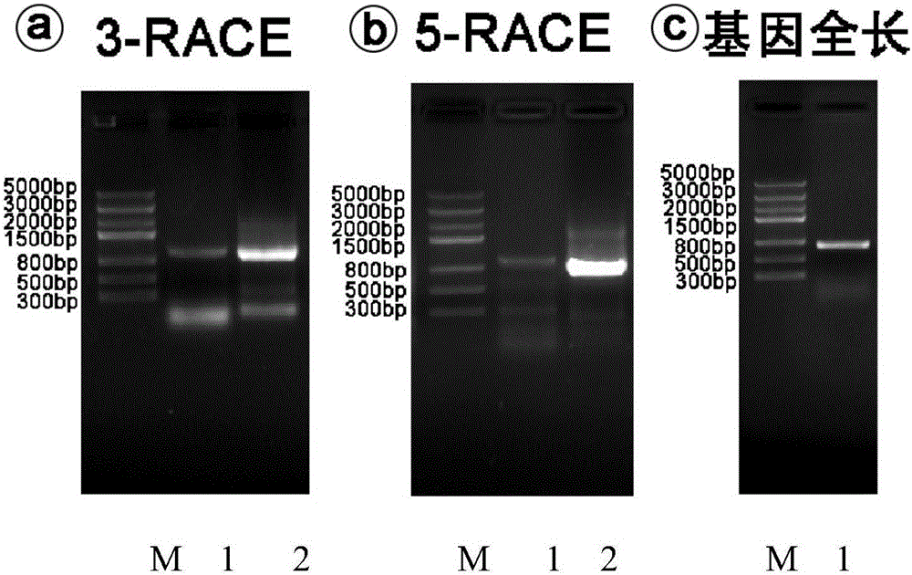 CabuAG gene related to pistil and stamen development of catalpa bungei and protein and application thereof