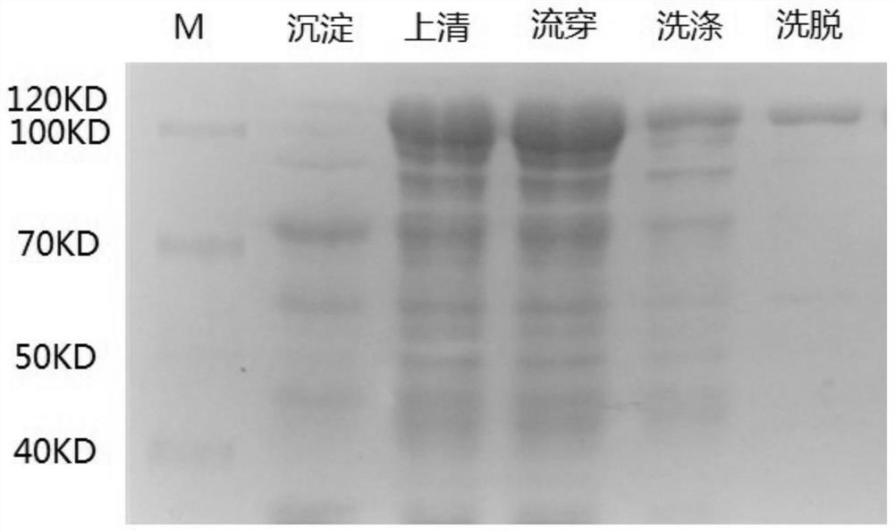 Method for enzymatic synthesis of quinazinone compounds