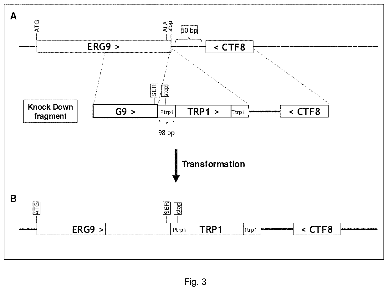 Microorganisms for diterpene production