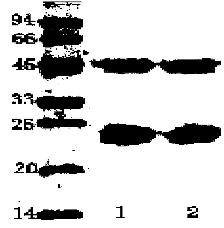 Shigella boydii enzyme-linked immunosorbent assay kit