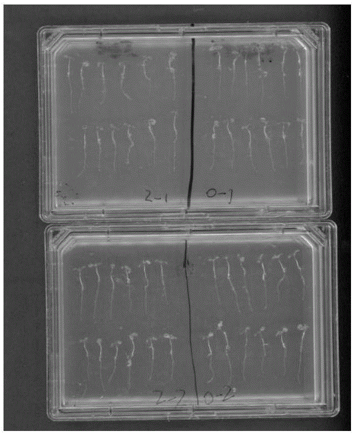 Method of screening mutants being insensitive to strigolactone