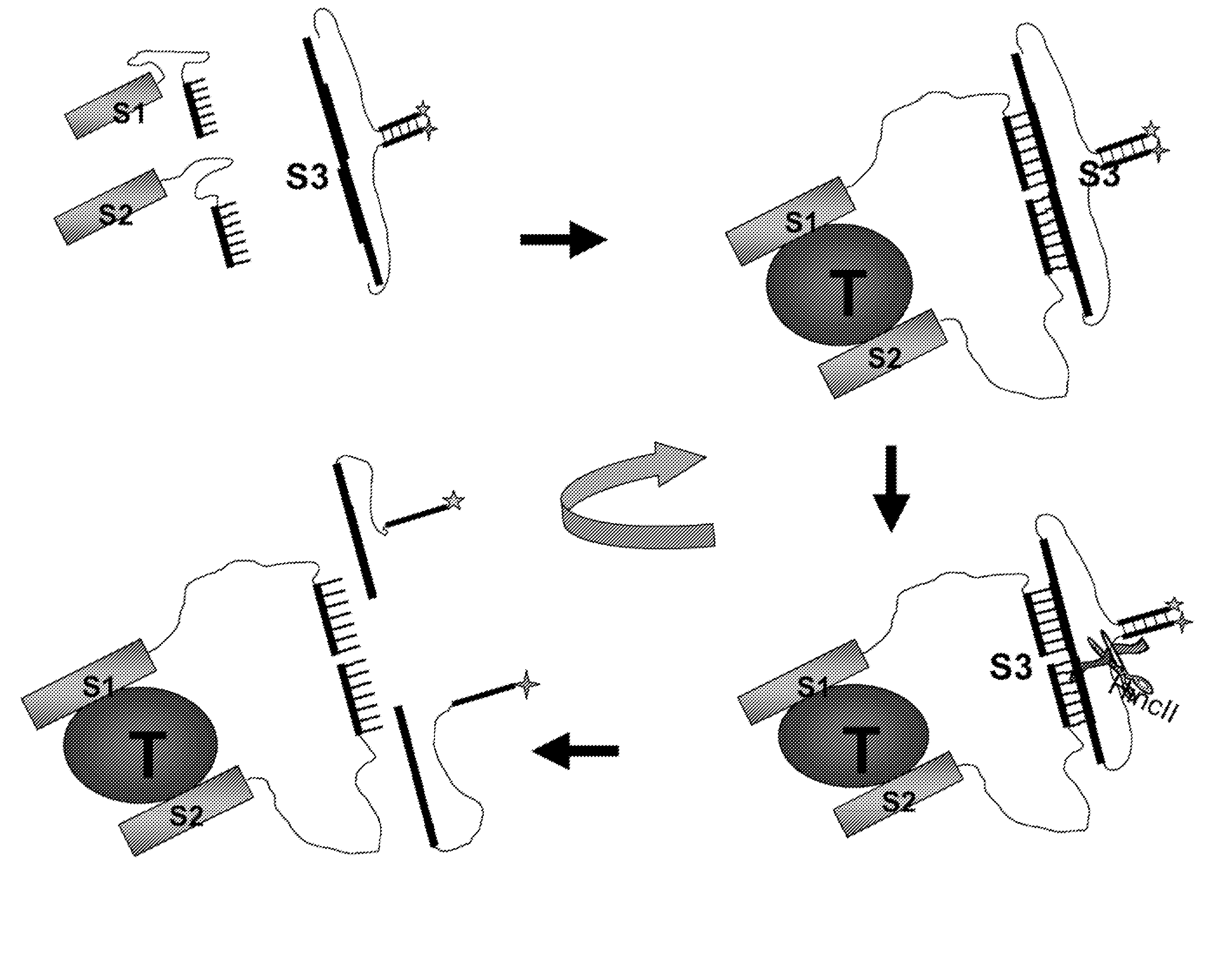 Three-component biosensors for detecting macromolecules and other analytes