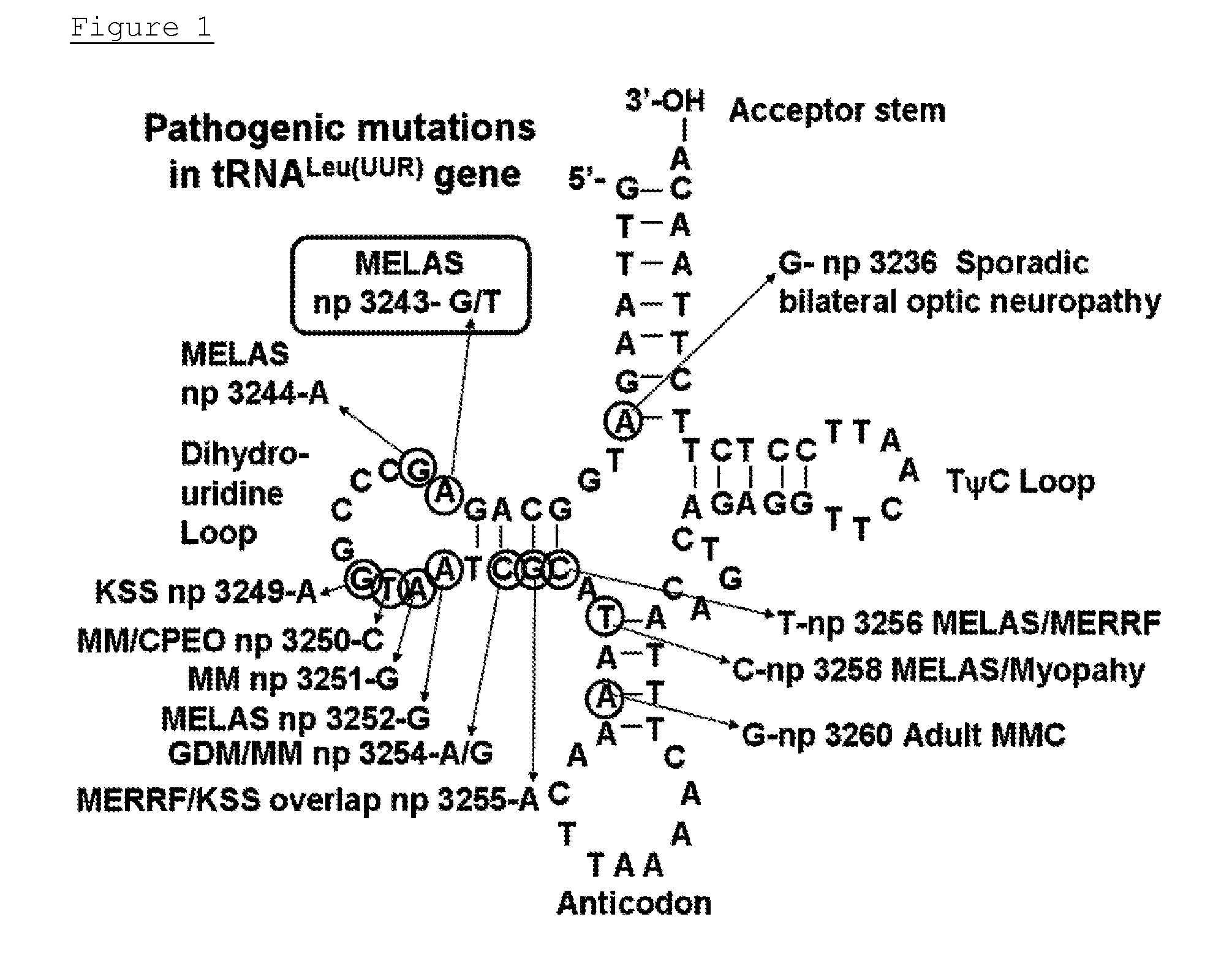 Polyamide compound and pharmaceutical composition for treating mitochondrial genetic disease