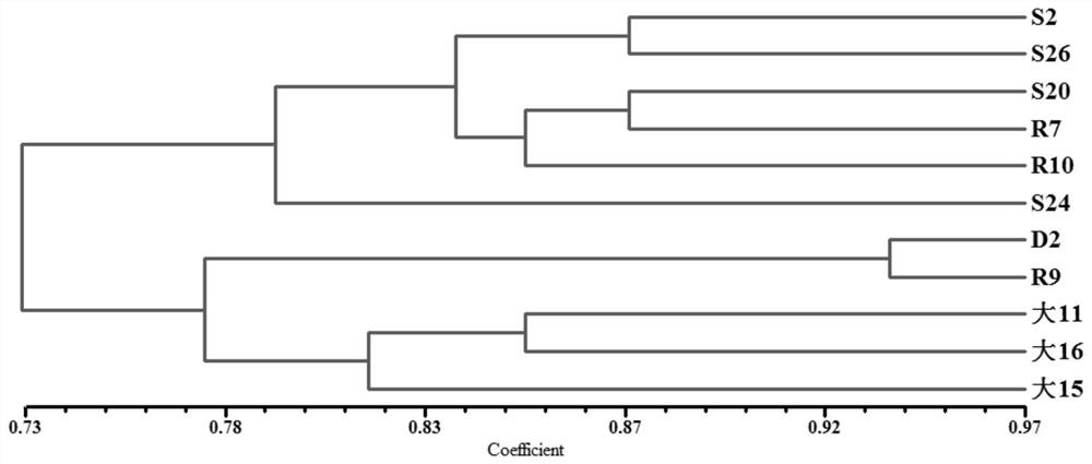 A kind of breeding method of stropharia stropharia high temperature resistant strain