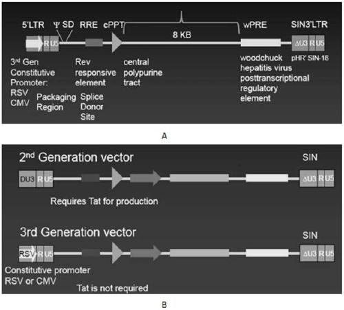 A replication-deficient recombinant lentiviral car-t transgene vector targeting CD123 and its construction method and application