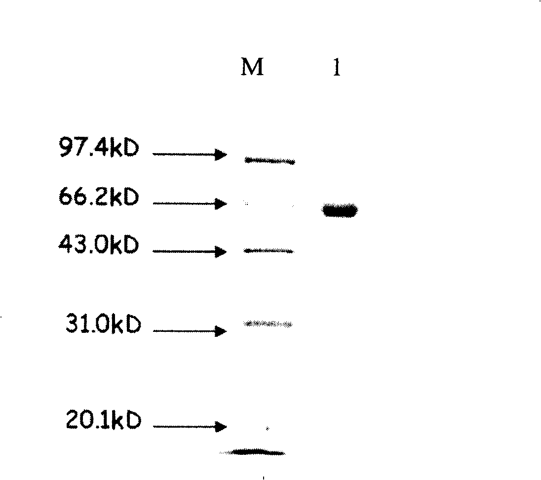 Novel cellulase and uses thereof