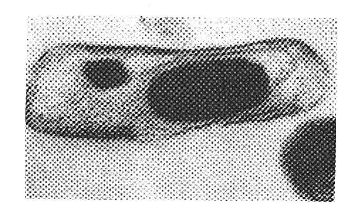 The Cry8Na1 gene of bacillus thuringiensis, expression protein and application thereof