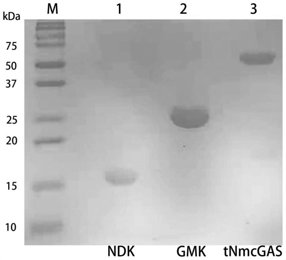 Method for preparing second messenger molecule 2 '3'-cGAMP through solid-phase multienzyme coupling