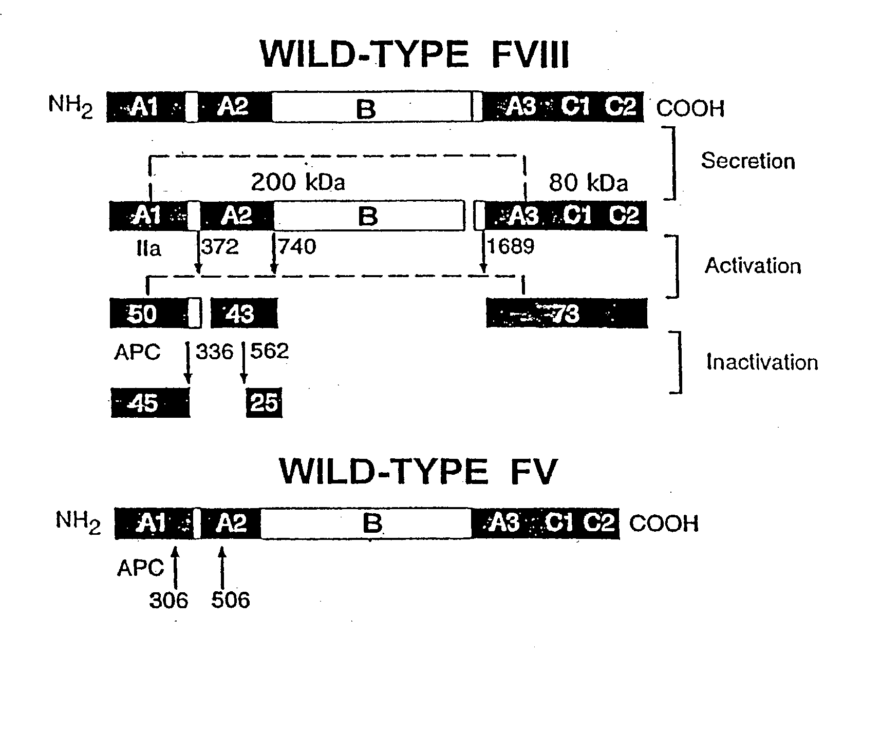 Inactivation resistant factor VIII