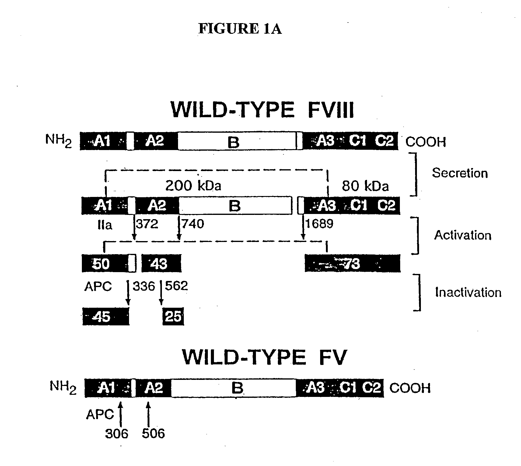 Inactivation resistant factor VIII