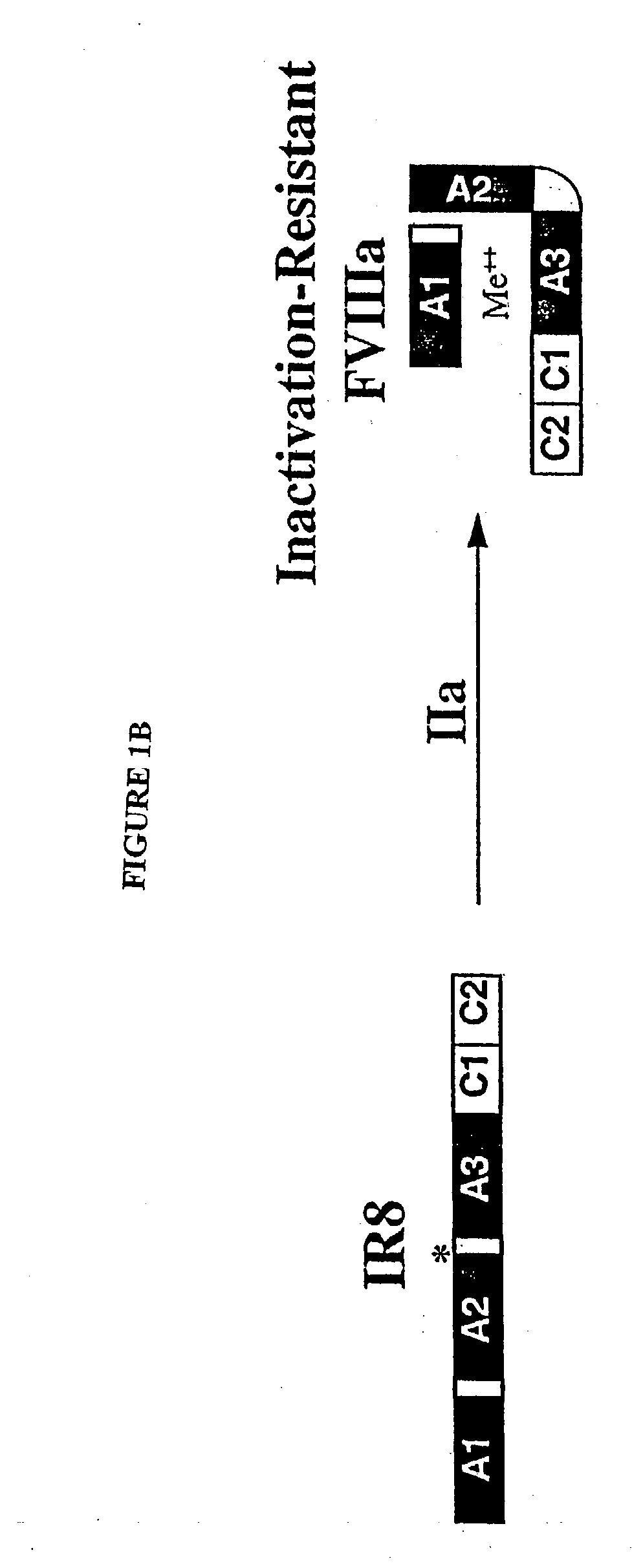 Inactivation resistant factor VIII