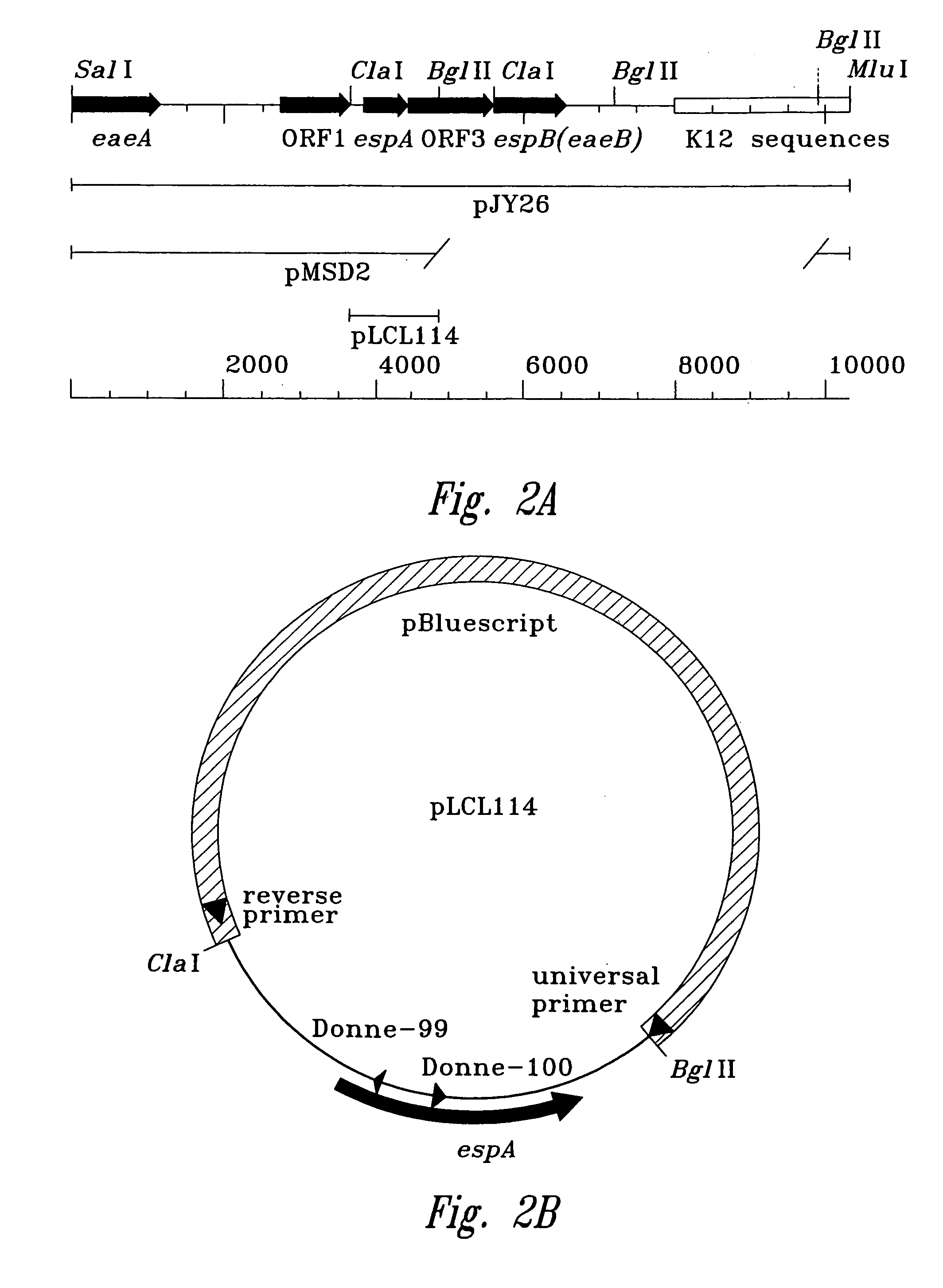 Pathogenic Escherichia coli associated protein