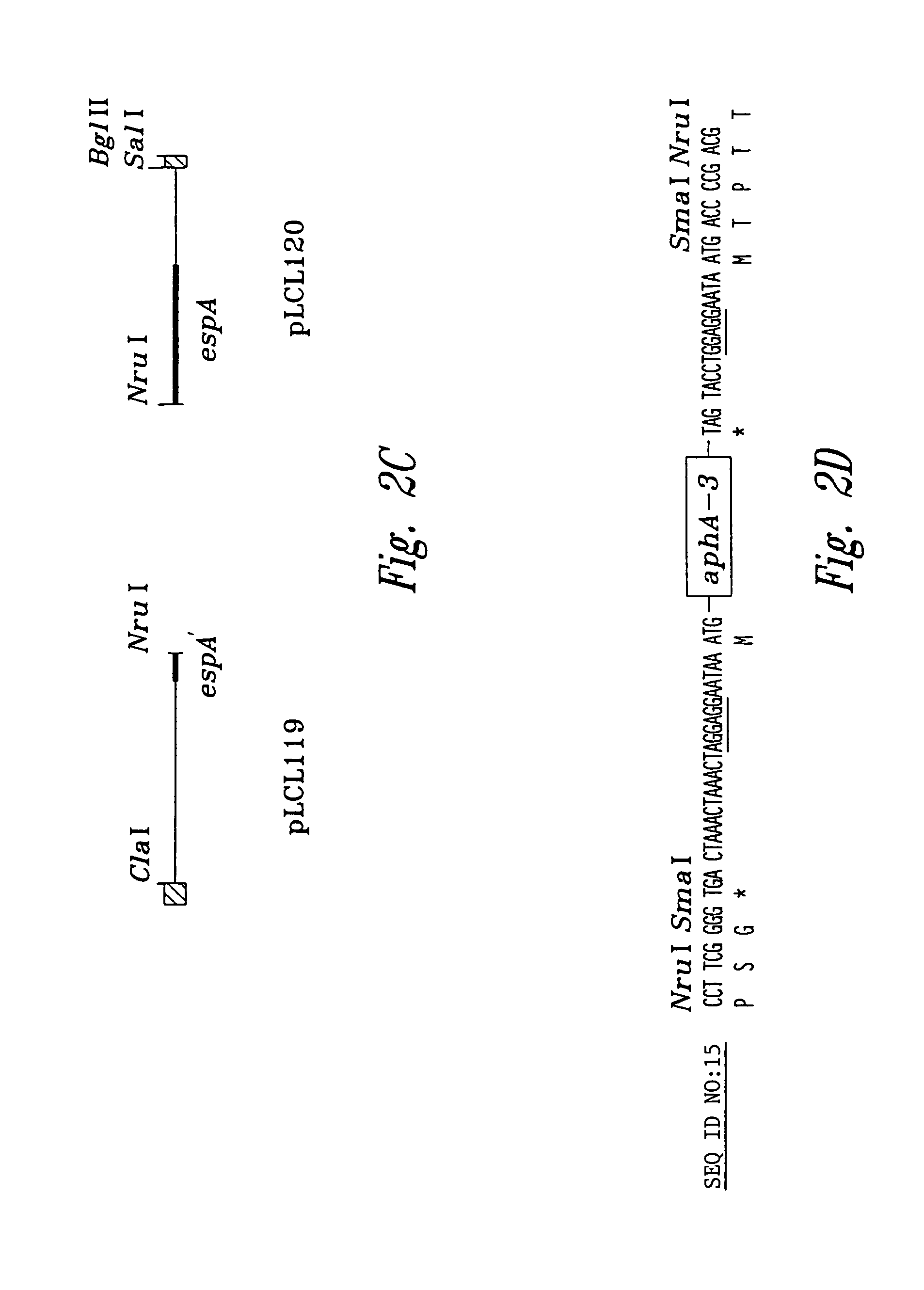 Pathogenic Escherichia coli associated protein