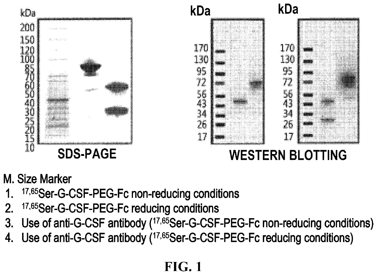 Methods of treating chemotherapy induced neutropenia using fixed doses of g-csf protein complex