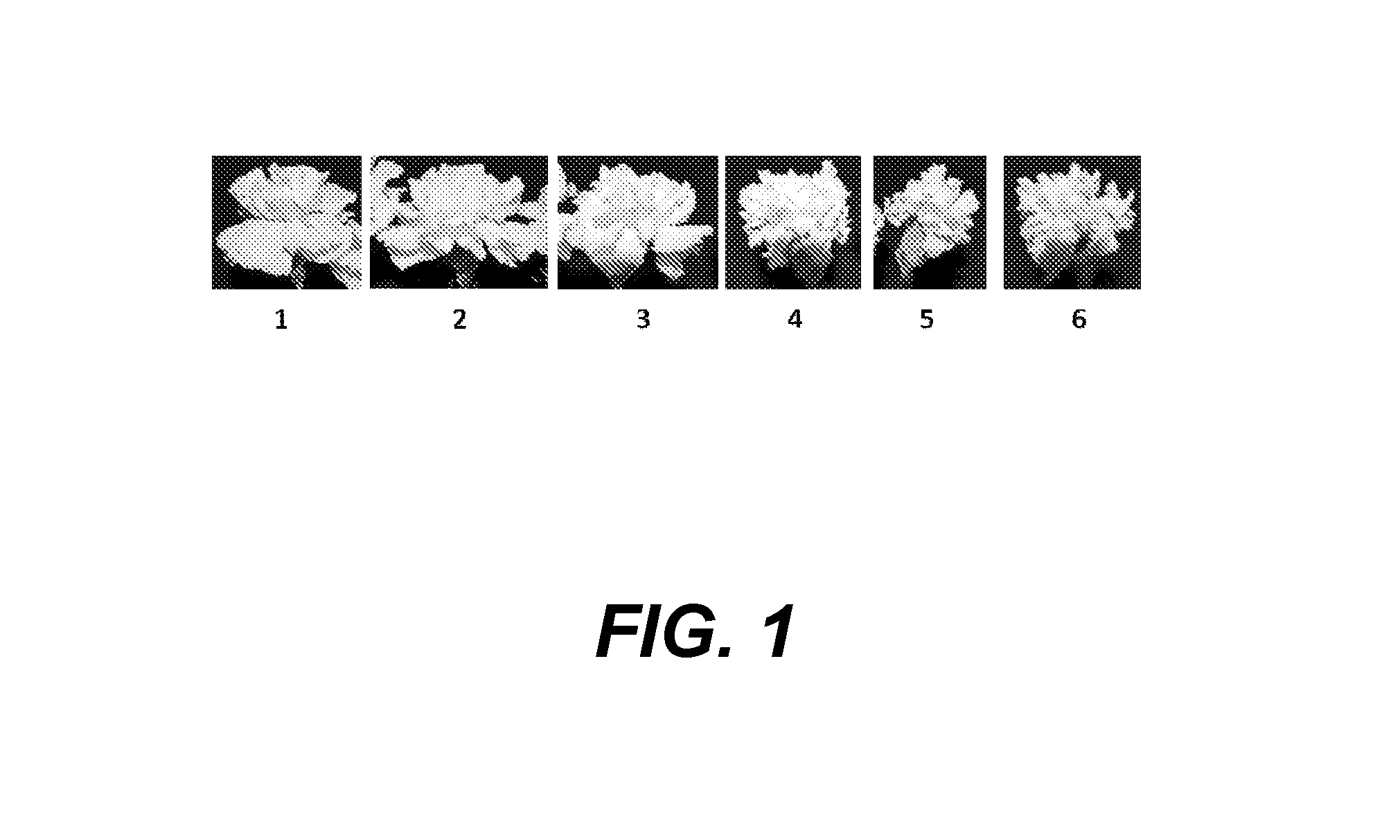 Compositions and Methods for Delaying Senescence in Cut Flower