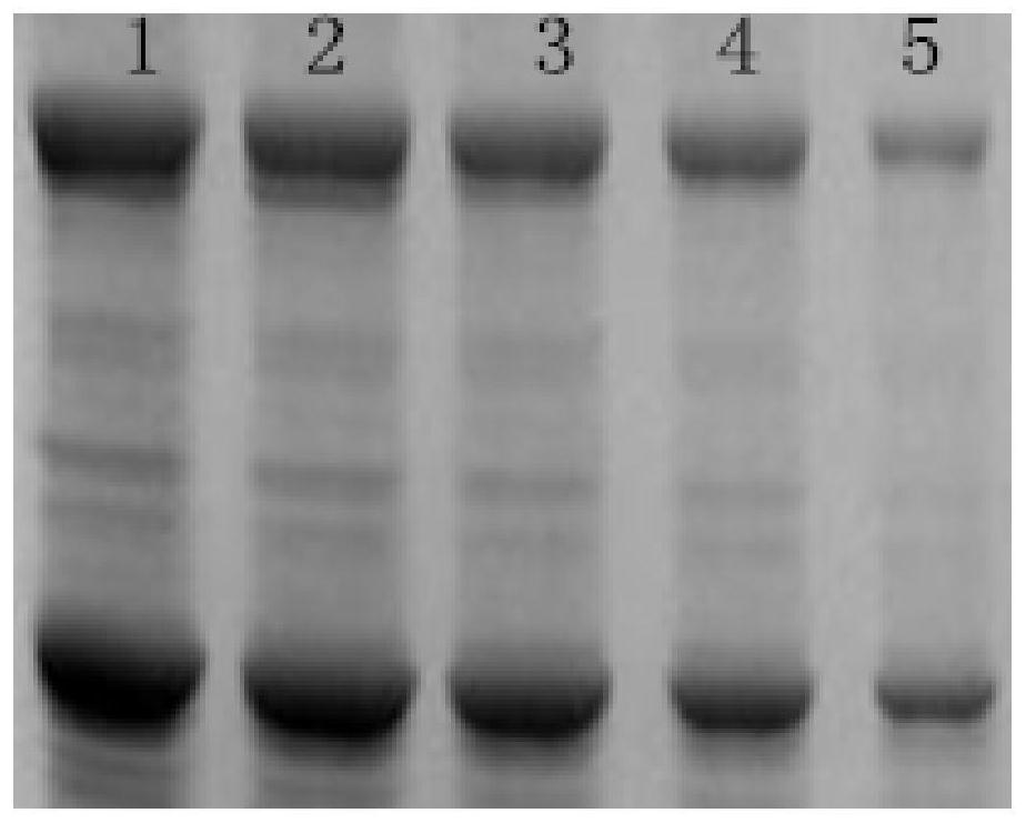 A quantitative detection method for Bacillus thuringiensis subsp. israeli toxin protein