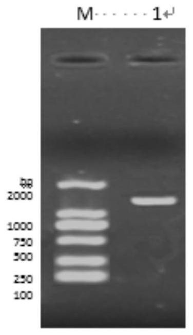 A canine Pediococcus lactis and its application