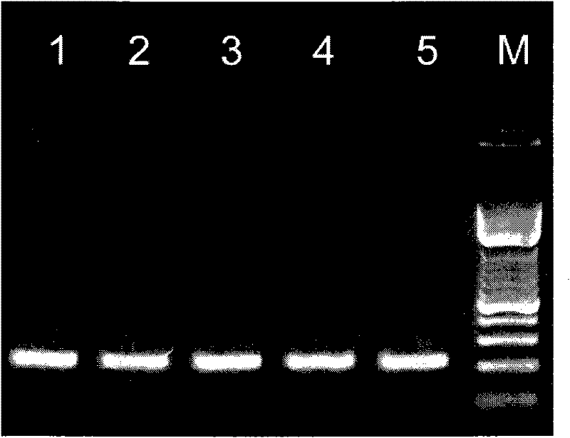 Gene diagnosis and detection core reagent transportable at normal temperature and of high sensitivity and high specificity