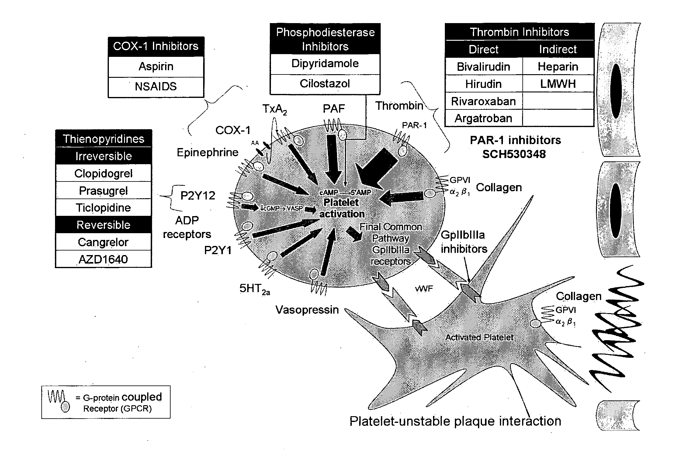 Methods and compositions for the assessment of drug response