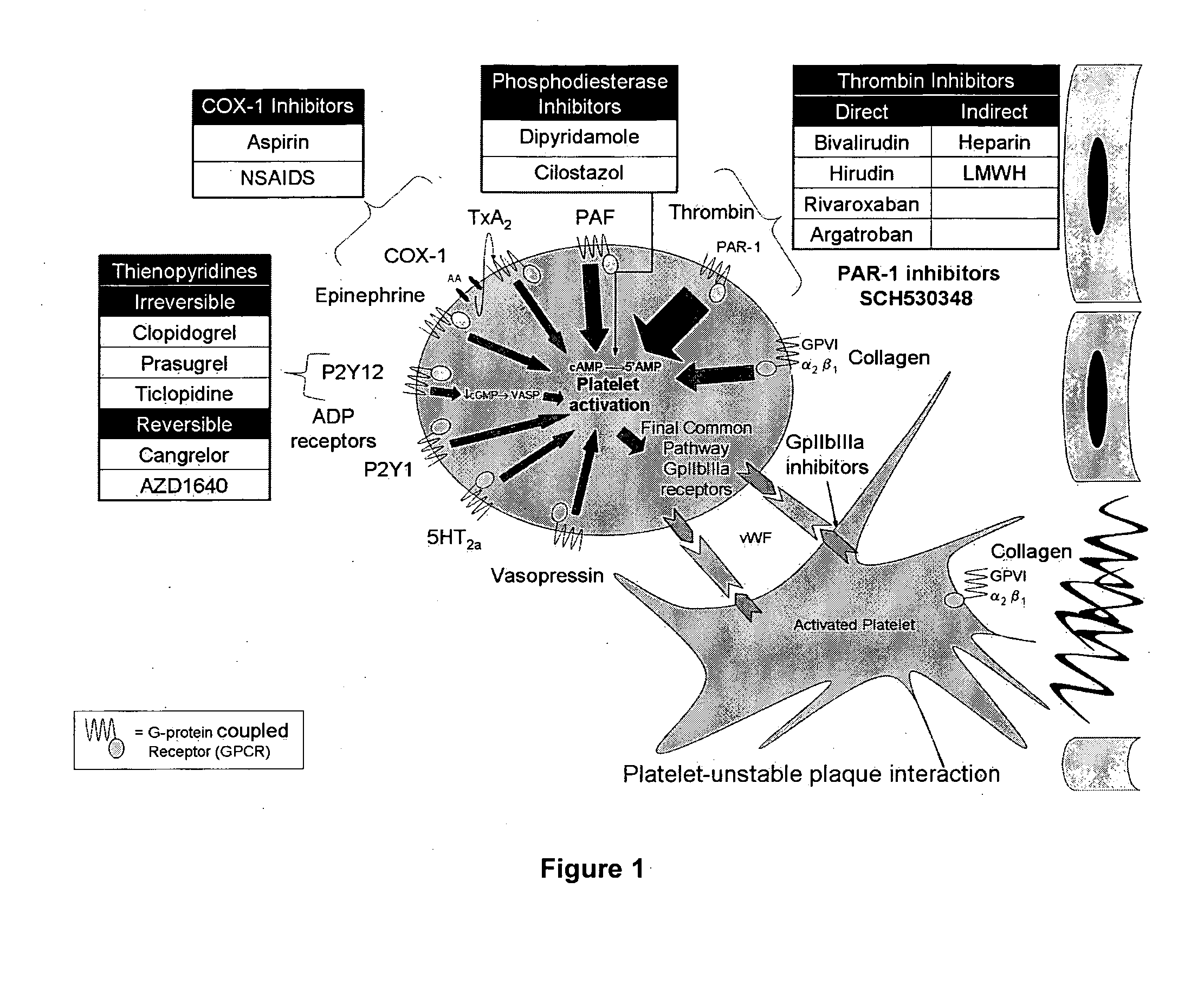 Methods and compositions for the assessment of drug response