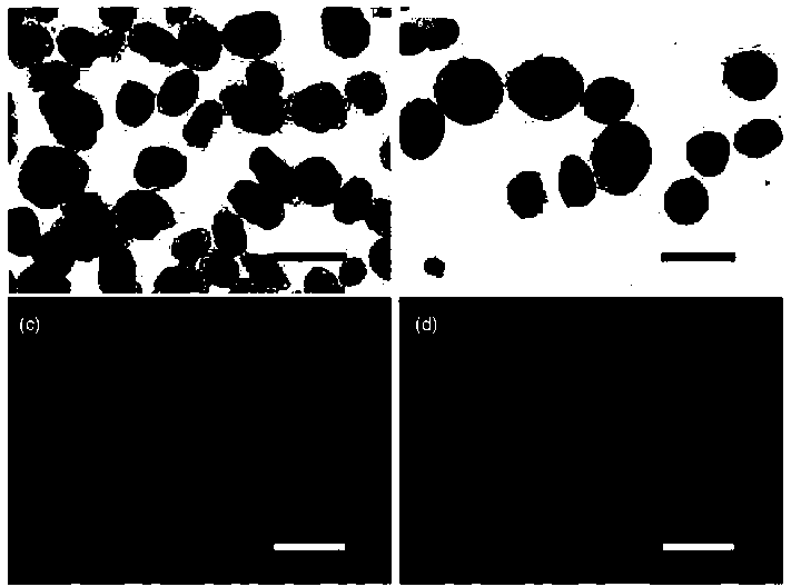 Use of salidroside and analogue thereof in dynamically filling regenerated pancreas islet in pancreatic decellularized scaffold