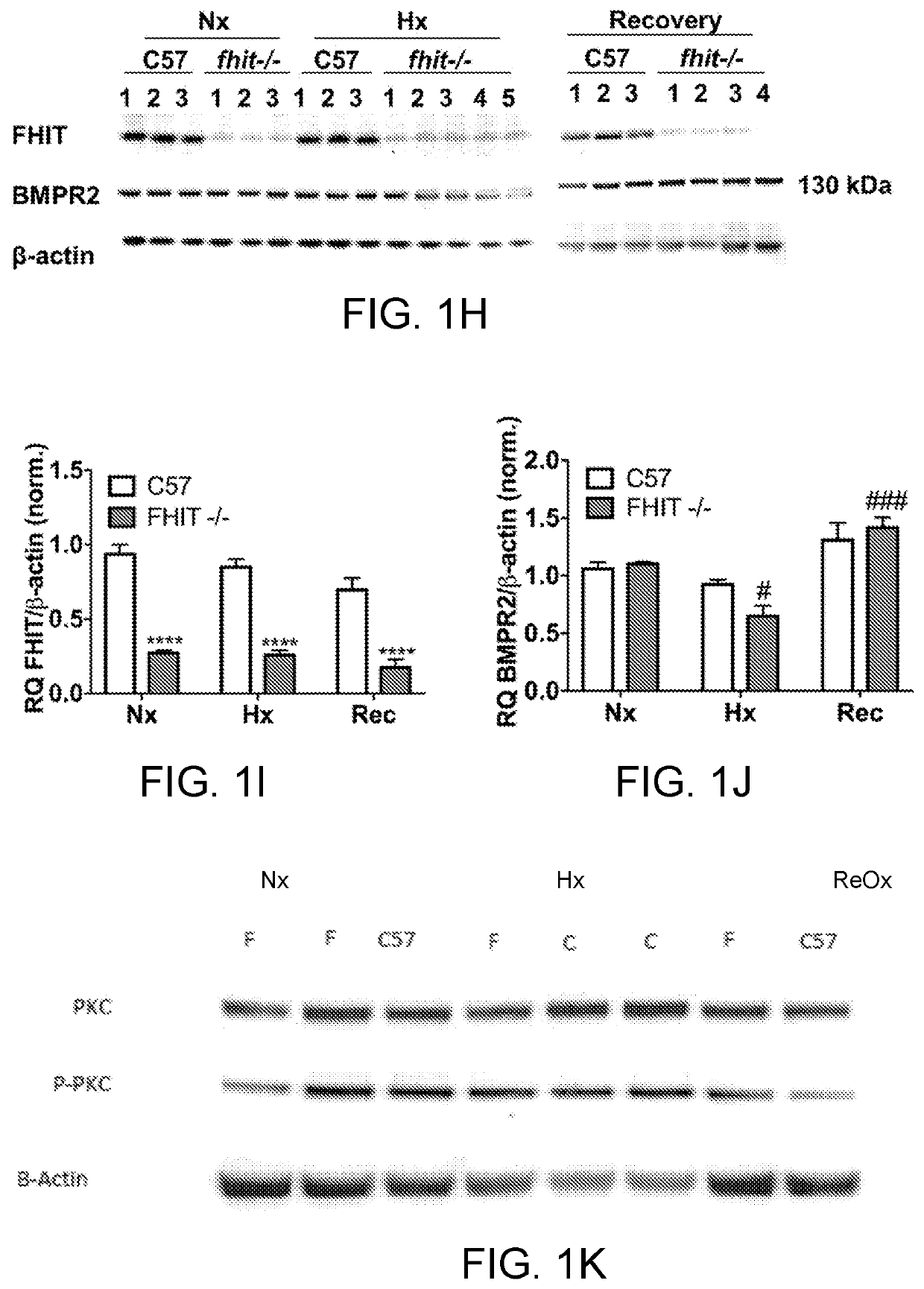 Enzastaurin and fragile histidine triad (FHIT)-increasing agents for the treatment of pulmonary hypertension